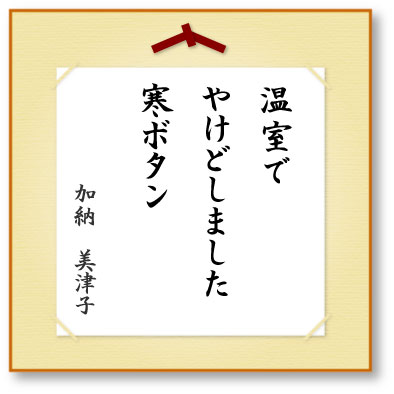 温室でやけどしました寒ボタン